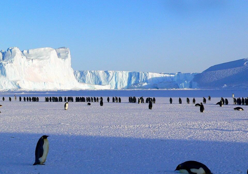 Est-ce qu’il y a des pingouins en Antarctique ?